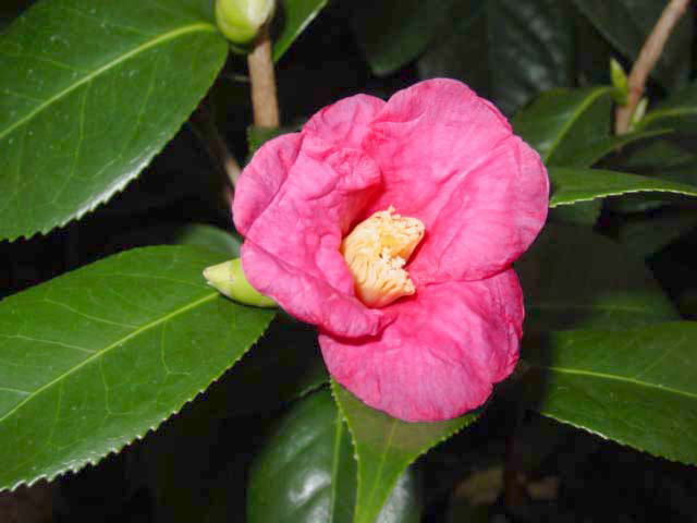 楽天市場】椿（ツバキ）斑入り葉黒椿（フイリクロツバキ） 4号ポット