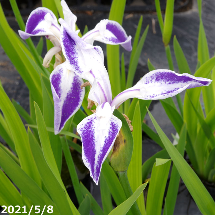 楽天市場】カキツバタ 舞孔雀 4号深 【初夏の水生植物(抽水植物)】【好日性宿根草】 : 石田精華園 楽天市場店