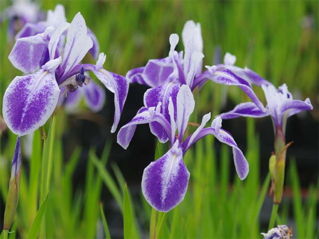 未使用【 名古屋帯/絽 】ポリエステル　カキツバタ　花菖蒲　夏物　夏　夏帯　盛夏 未使用【 名古屋帯/絽 】ポリエステルカキツバタ花菖蒲夏物夏夏