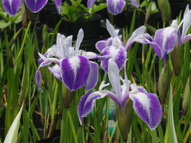 カキツバタ苗　舞孔雀 楽天市場】カキツバタ 舞孔雀 4号深 【初夏の水生植物(抽水植物