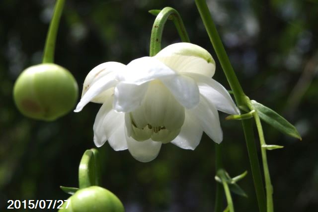 山草系非耐暑性夏日陰の宿根草 右近白花 夏の山野草 信楽焼 鉢 7号 21cmポット 石田精華園 スイレン鉢 店山野草 水生植物 宿根草等のナーセリーショップ No 0807 花の苗物 一点もの ３株３本立 純白レンゲショウマ