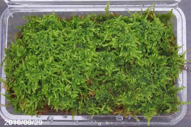 楽天市場】常滑焼 植木鉢 窯肌 丸鉢足付 4号 【小品盆栽鉢 小山