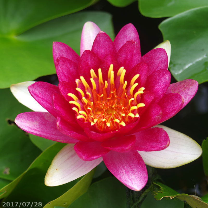 ［確認用］水生植物　苗 確認用］水生植物 苗