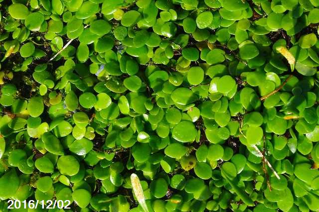 楽天市場 ヒメマメヅタ Ssパック 盆栽 シダ植物 テラリウム 山野草 日陰の多年草 石田精華園 楽天市場店