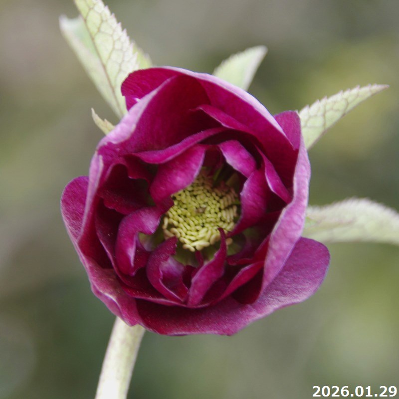 楽天市場】クリスマスローズ 利休系苗 グリーンリップ 曽田園芸 開花