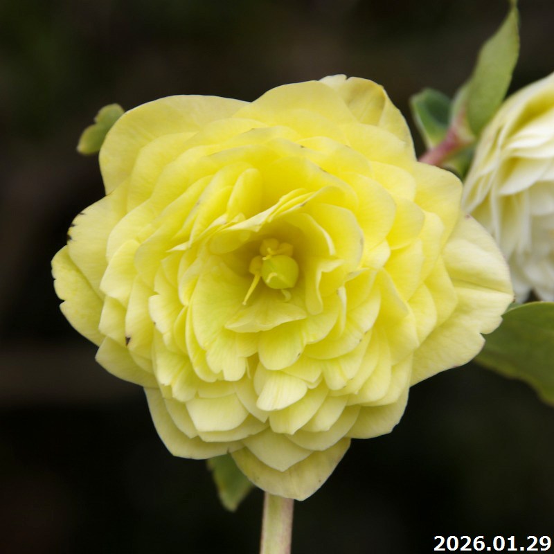 楽天市場】野田園芸 クリスマスローズの実生苗 ダブルバイカラー 3号