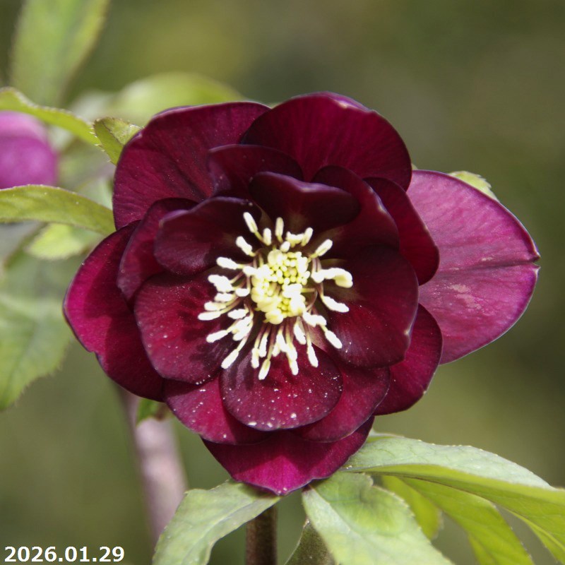 楽天市場】【50%OFFクーポン対象】【現品No.1007】クリスマスローズ