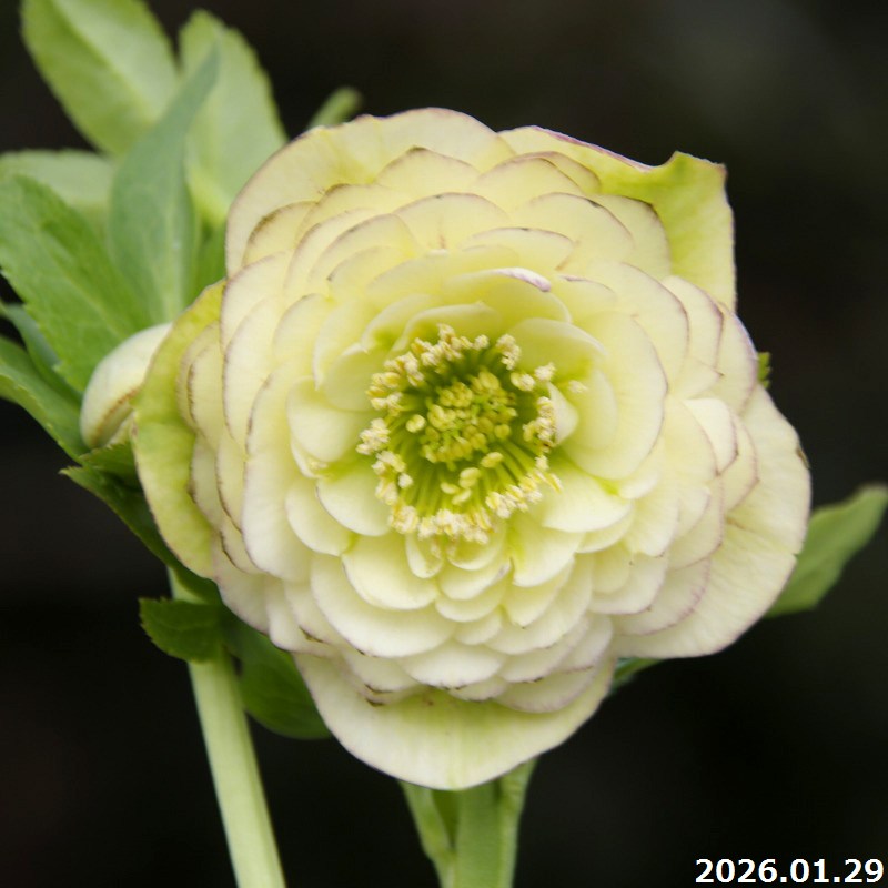 楽天市場】【30%OFFクーポン対象】【現品No.1110】クリスマスローズ