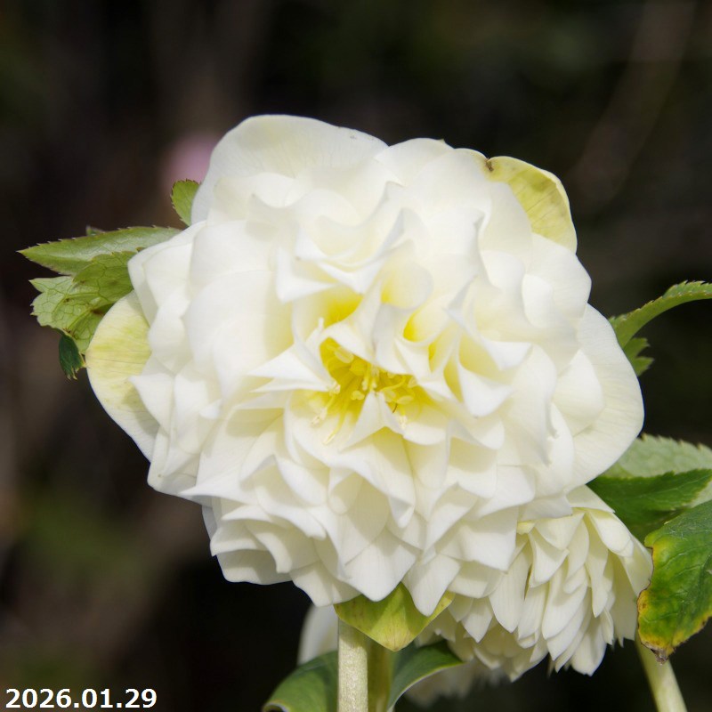 楽天市場】【現品No.7039】クリスマスローズ開花株 加藤農園 千重咲き