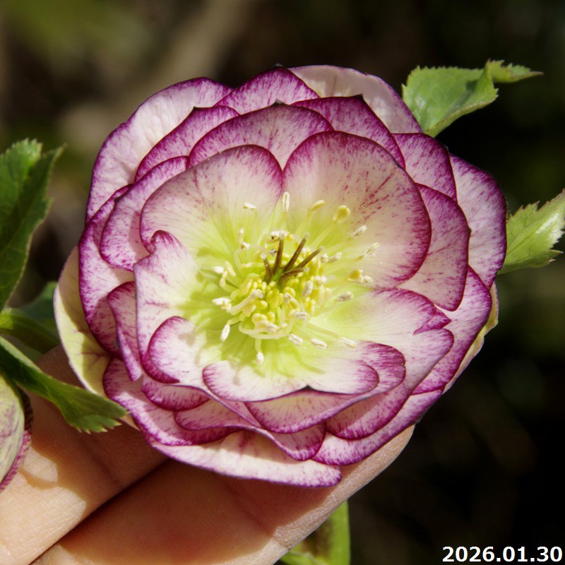 楽天市場】【30%OFFクーポン対象】【現品No.1110】クリスマスローズ