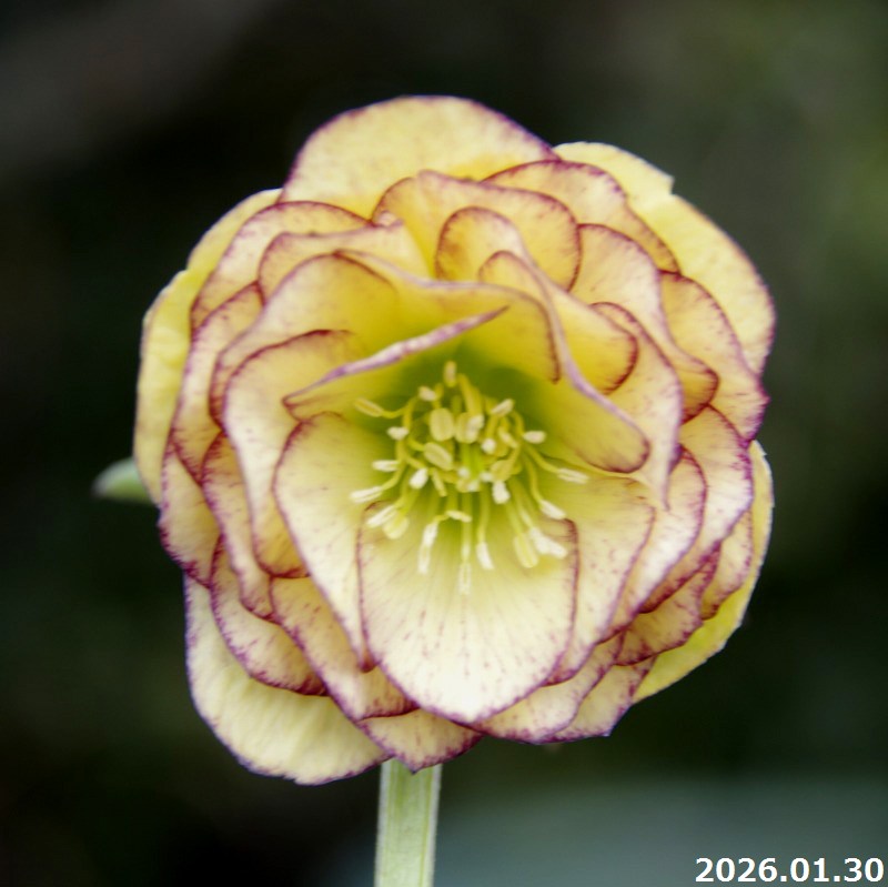 楽天市場】【30%OFFクーポン対象】【現品No.1110】クリスマスローズ