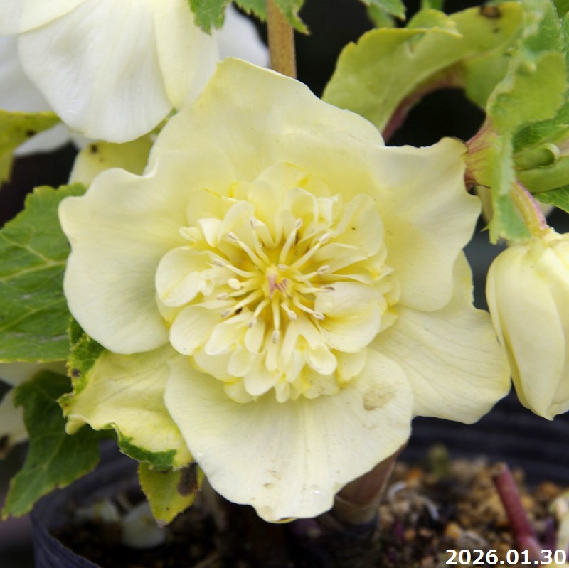 楽天市場】【現品No.7039】クリスマスローズ開花株 加藤農園 千重咲き