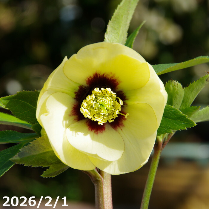 楽天市場】野田園芸 クリスマスローズの実生苗 リバーシブルシングル 3