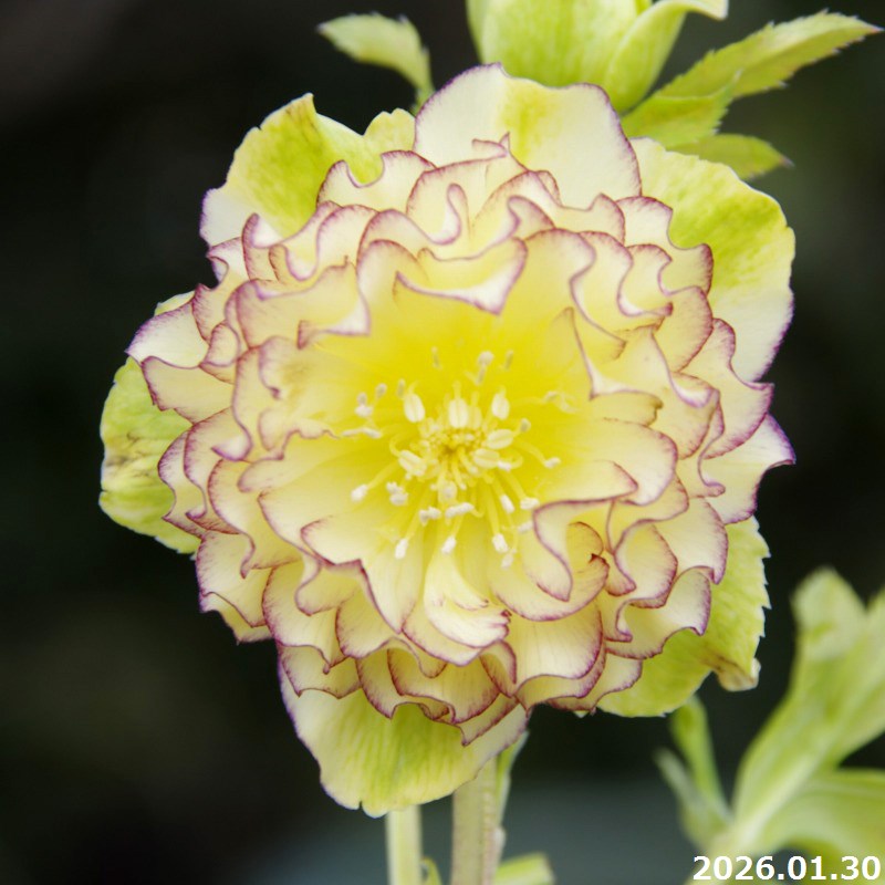 楽天市場】野田園芸 クリスマスローズの実生苗 ダブルバイカラー 3号