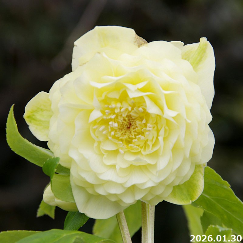 楽天市場】【30%OFFクーポン対象】【現品No.1110】クリスマスローズ