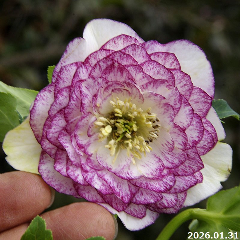 楽天市場】【30%OFFクーポン対象】【現品No.1110】クリスマスローズ