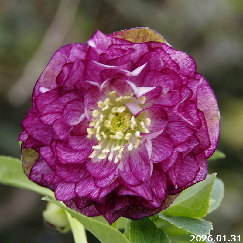 楽天市場】【50%OFFクーポン対象】【現品No.1007】クリスマスローズ