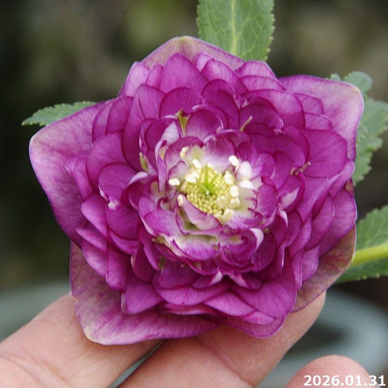 楽天市場】【30%OFFクーポン対象】【現品No.1110】クリスマスローズ