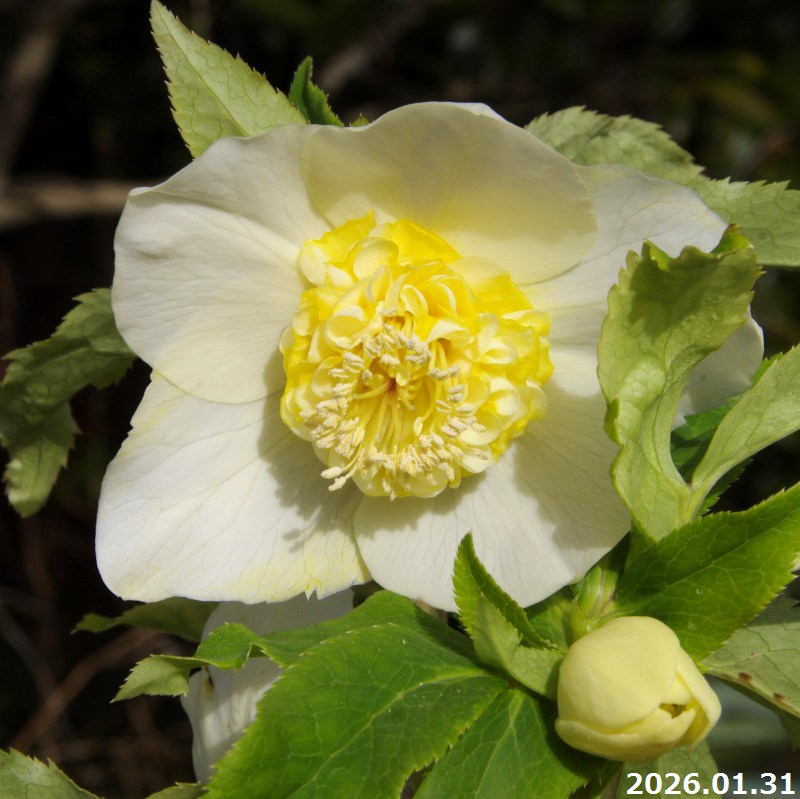 楽天市場】【現品No.7039】クリスマスローズ開花株 加藤農園 千重咲き