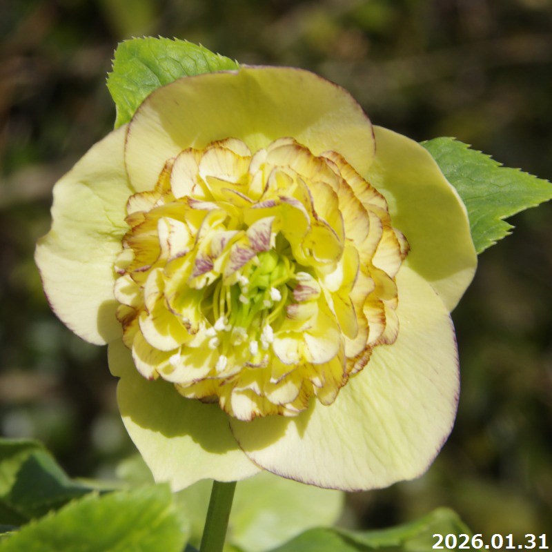 楽天市場】【20%OFFクーポン対象】【現品No.1468】クリスマスローズ