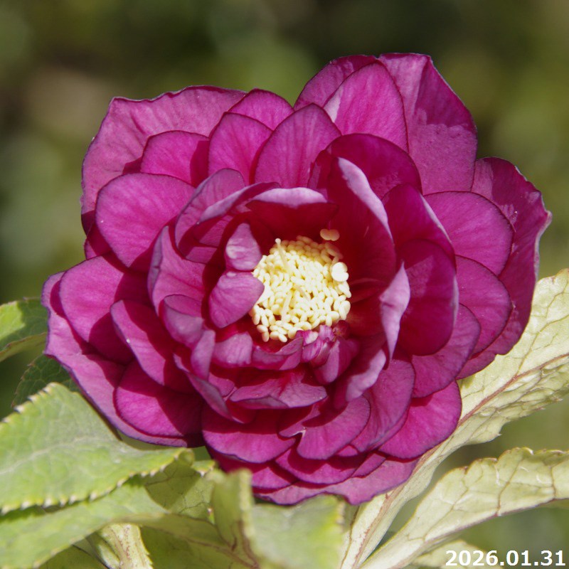 楽天市場】【50%OFFクーポン対象】【現品No.1007】クリスマスローズ