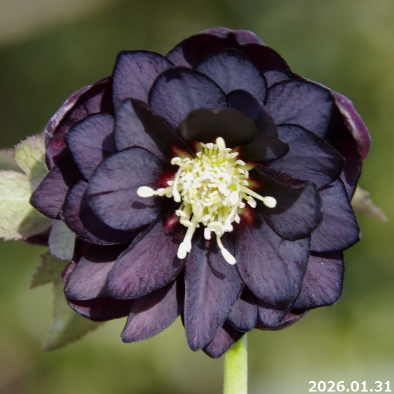 楽天市場】【20%OFFクーポン対象】【現品No.1468】クリスマスローズ