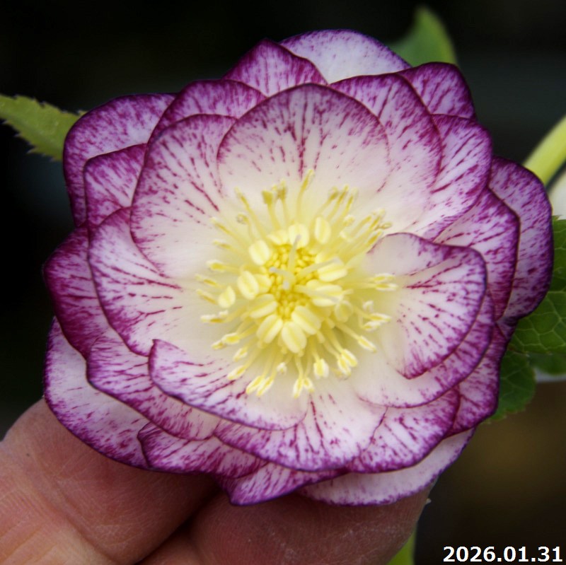 楽天市場】【20%OFFクーポン対象】【現品No.1468】クリスマスローズ