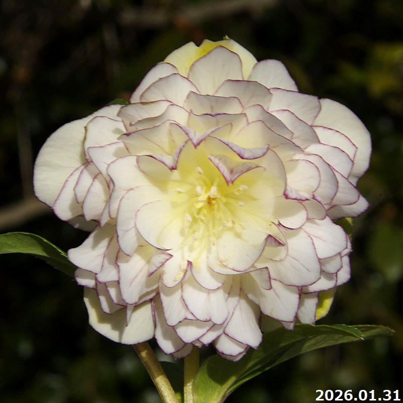 楽天市場】【30%OFFクーポン対象】【現品No.1110】クリスマスローズ