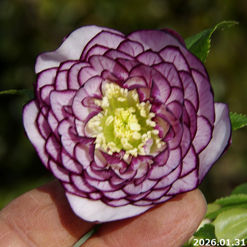 楽天市場】【30%OFFクーポン対象】【現品No.1110】クリスマスローズ