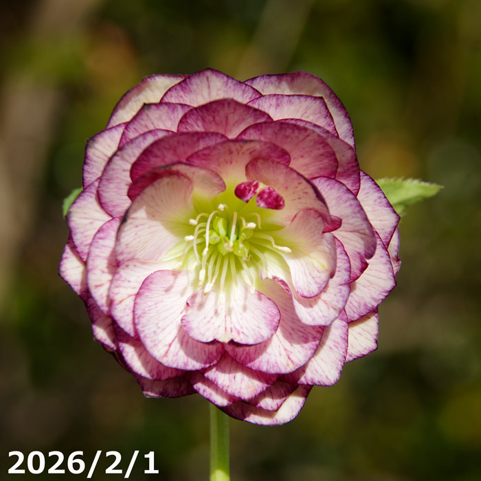 楽天市場】【現品No.7039】クリスマスローズ開花株 加藤農園 千重咲き