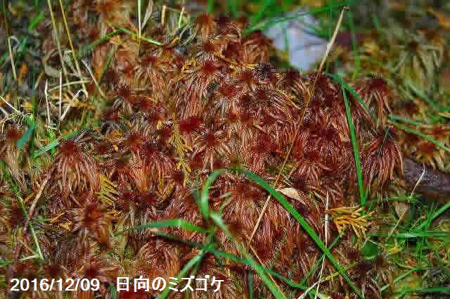 生ミズゴケ 栽培品 大トレー 日陰向きの苔 日陰の湿生植物 テラリウム 苔盆栽 山野草 食虫植物 ラン 蘭 生水苔 生水蘚 生みずごけ Crunchusers Com