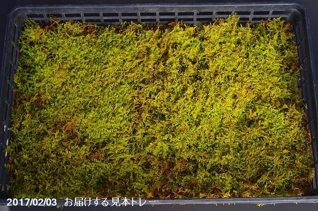 京の苔 天然ハイゴケ 中トレー 1枚 夏半日陰のコケ 戸外栽培用の苔玉 苔テラリウム Giosenglish Com