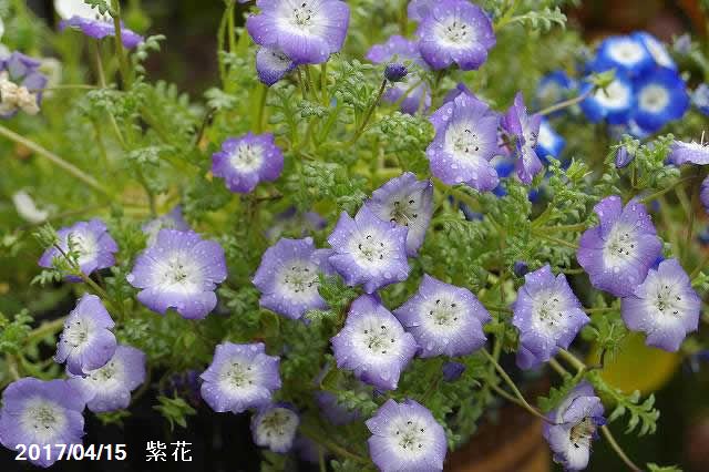 楽天市場 ネモフィラ プラチナスカイ 銀葉 3号 9cmポット 見元園芸 ガーデニング 石田精華園 楽天市場店