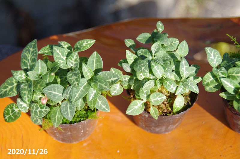 四季の山野草 ミヤマウズラ 2号 6cm ラン科植物 地生ラン テラリウム素材 ジュエルオーキッド Crunchusers Com