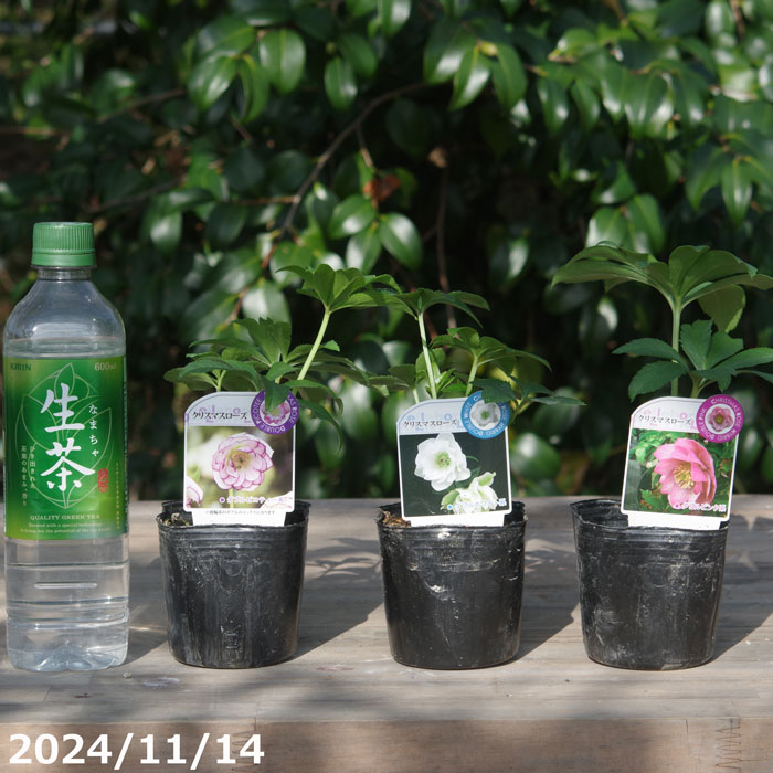 楽天市場】予約販売 クリスマスローズ苗 パステリッシュストレイン