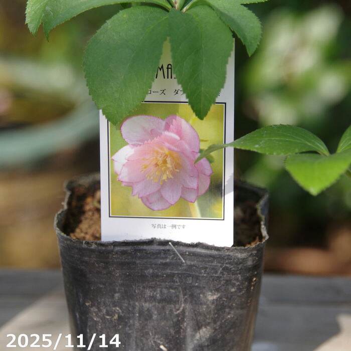 楽天市場】予約販売 クリスマスローズ苗 パステリッシュストレイン