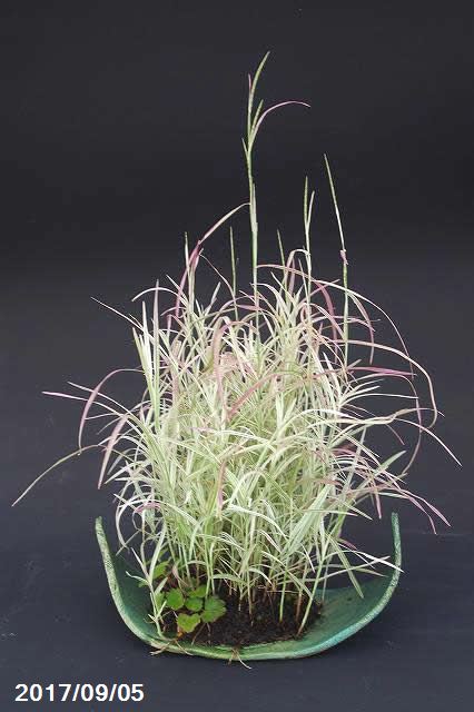 【現品】　越前芳水作寄せ植え　斑入り十和田アシと大文字草　緑釉変形鉢(径:27cm 高さ:50cm)　　【No.6942】【寄せ植え・小山飾り】【苔盆栽・草盆栽】【山野草展・盆栽展】