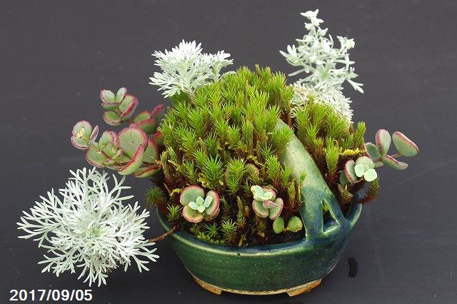 現品 越前芳水制作寄せ植え 緑であること釉耐久性思者変様しゃれこうべ 10cm アサギリソウ アポイミセバヤ スギゴケ No 6952 寄せ植え 小山修飾 苔盆栽 ウイード盆栽 山野草展 盆栽展 Doorswindowsstairs Co Uk
