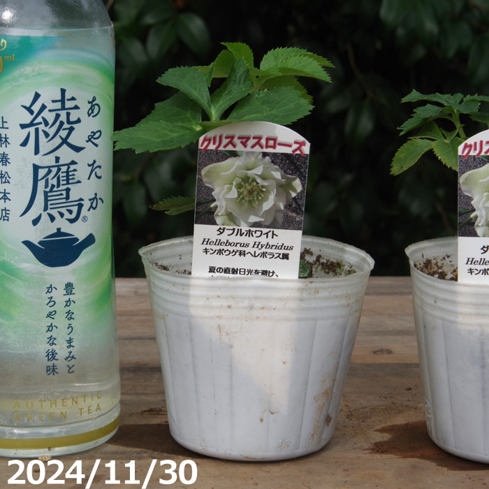 パステリッシュストレイン 大和園 クリスマスローズ 株分 6号鉢 ＊タグ