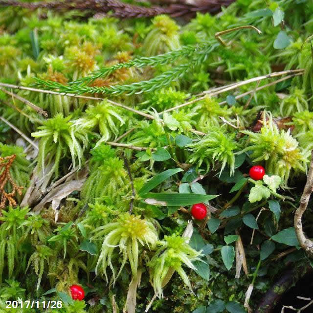 楽天市場 生ミズゴケ 栽培品 大トレー 日陰向きの苔 日陰の湿生植物 テラリウム 苔盆栽 山野草 食虫植物 ラン 蘭 生水苔 生水蘚 生みずごけ 石田精華園 楽天市場店