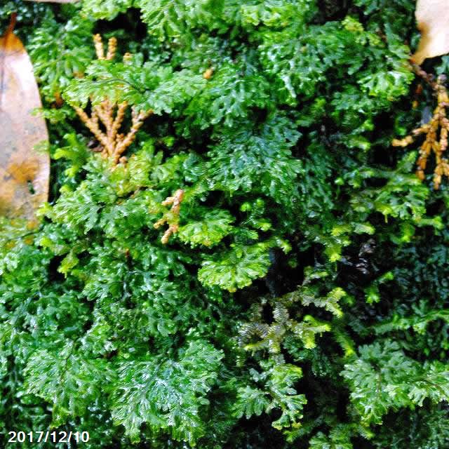 楽天市場】コウヤコケシノブ 小（S）パック（外径19cm×12cm）【シダ