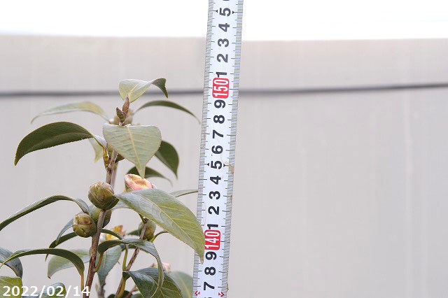 限 定 販 売 椿 苗 常満寺 根巻苗 高さ150cm 長期化成肥料付 Mediquickfl Com