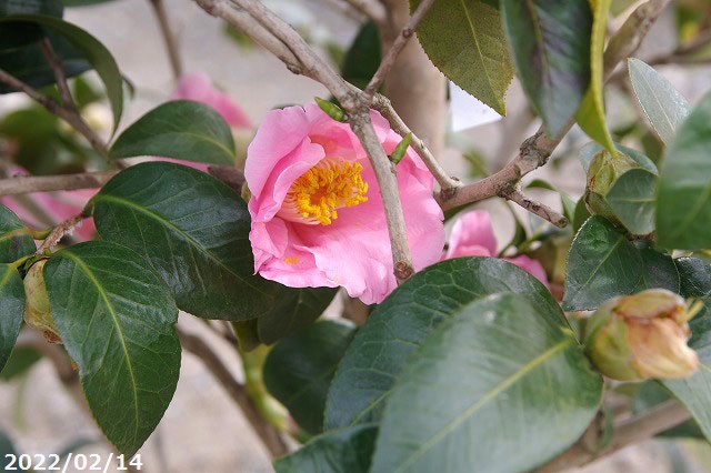 限 定 販 売 椿 苗 常満寺 根巻苗 高さ150cm 長期化成肥料付 Mediquickfl Com