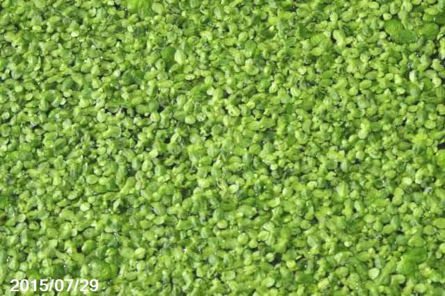 楽天市場】カキツバタ 舞孔雀 4号深 【初夏の水生植物(抽水植物)】【好