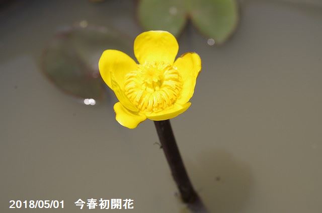 楽天市場 ベニコウホネ 裸苗 ビオトープ 沈水 抽水植物 好日性宿根草 夏 秋の水生植物 石田精華園 楽天市場店