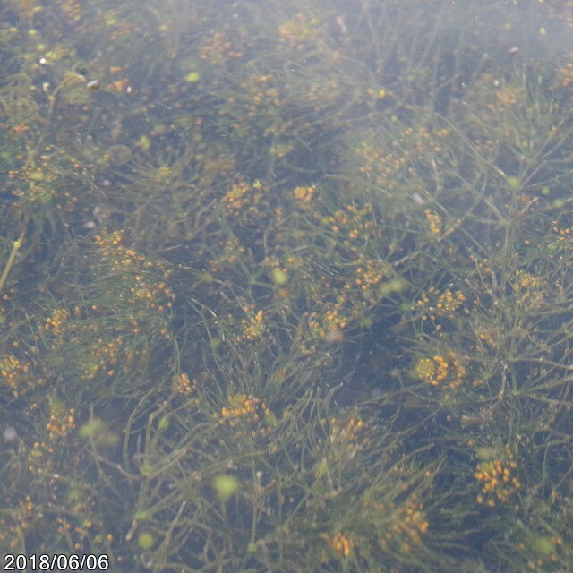 ヒツジグサ　大株 楽天市場】ヒツジグサ 開花大株 5号【夏～秋の水生植物】【好日