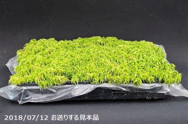 種姓ミズゴケ 作りだす品 偉いトレイ シャドウ方角の蘚類 日陰の湿生植物 テラリウム 苔盆栽 山野牧草 食虫植物 ラン 蘭 生水苔 生水蘚 創造ずごけ Hotjobsafrica Org