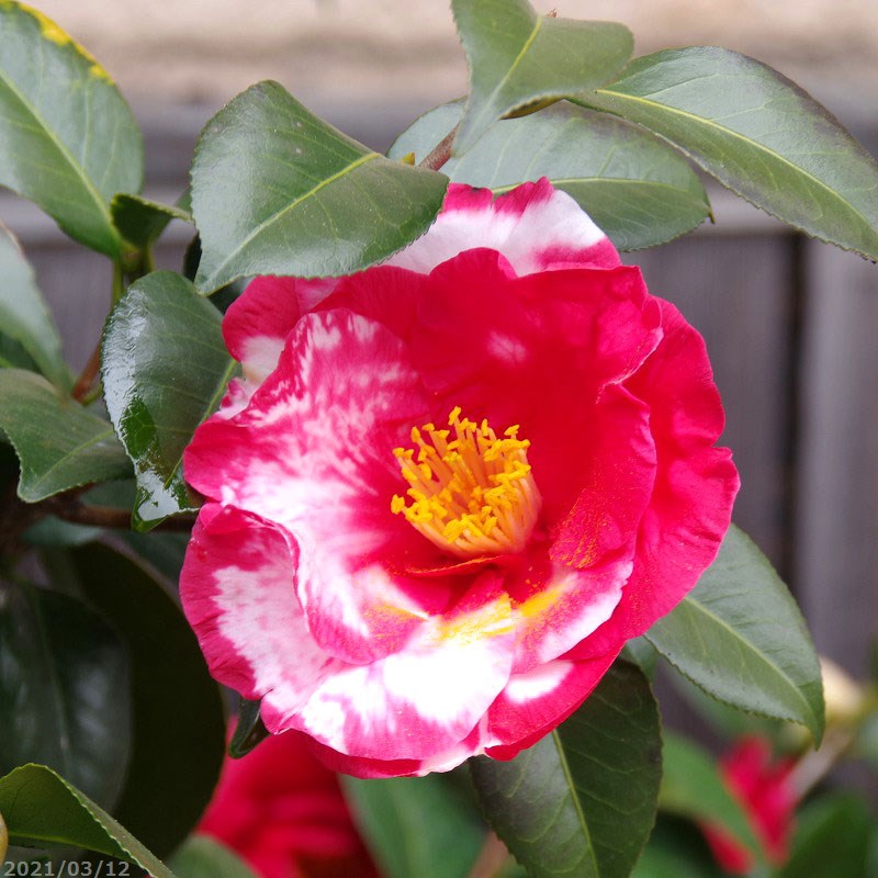 大好き 椿 苗 岩根絞 2年生挿木苗 3号 9cmポット 長期化成肥料付 半日陰 好日性植物 椿苗 ツバキ 植木 庭木 樹木 花木 茶花 苗木