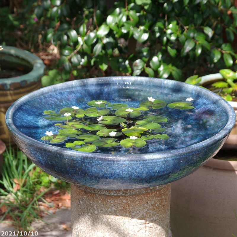 藍ガラス大鉢 楽天市場】信楽焼 睡蓮鉢 陶器 大型 青ガラスたわみ水鉢 19号