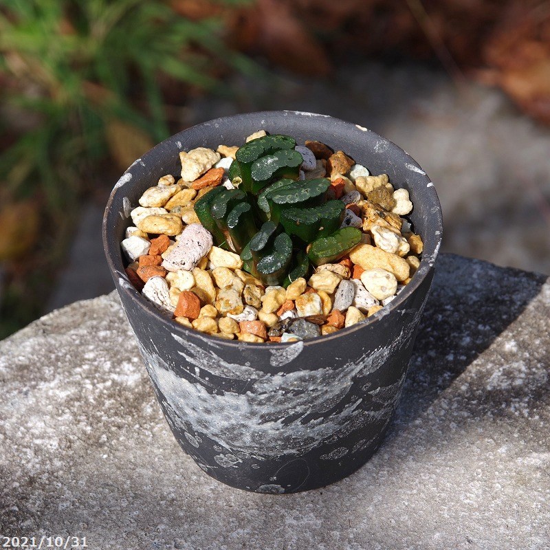 楽天市場】植木鉢 横田秀邦作 ミニ盆栽鉢(直径5cm)【山野草鉢